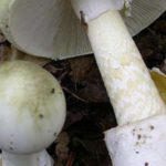 amanita funghi velenosi padova