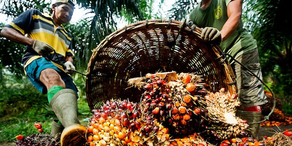 produttori palma
