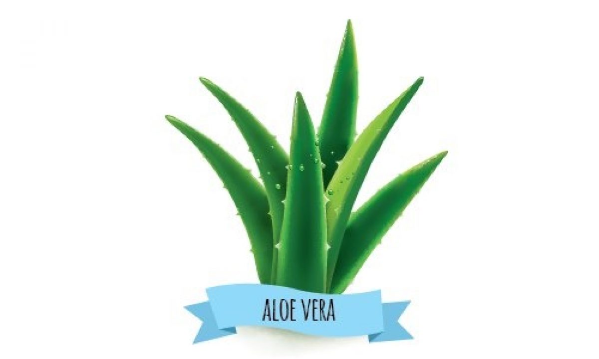 Aloe Vera Tutta La Verita Benefici E Controindicazioni Greenme