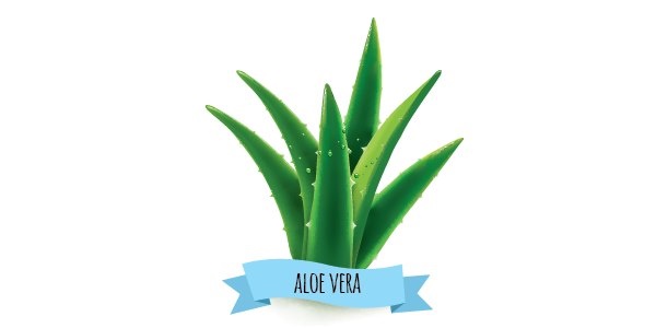 Aloe vera controindicazioni