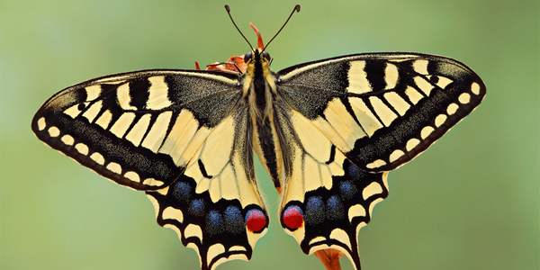 MacaKit: il kit in crowdfunding per salvare le farfalle e la biodiversita'  - greenMe