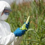 ogm contaminazioni