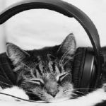 musica gatti