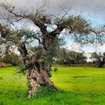 ulivi del salento xylella