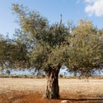 ulivi salento xylella eradicazioni