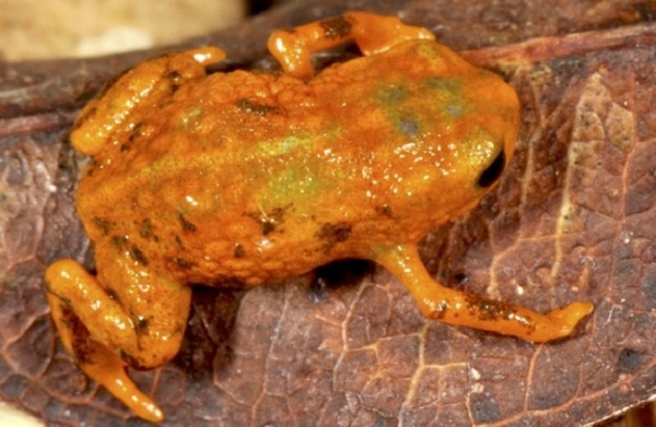 brachycephalus mariaeterezae frog