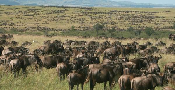 7. Maasai Mara