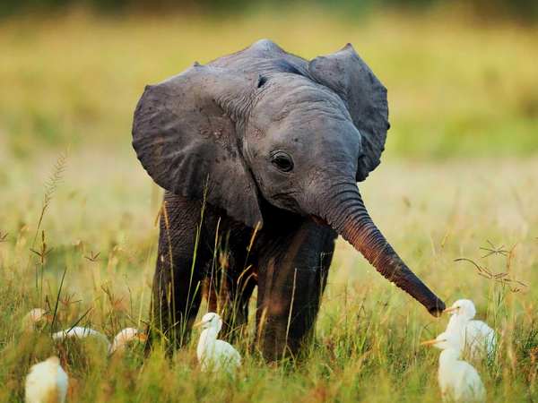 animali intelligenti 10 elefanti