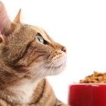 intervista pet food