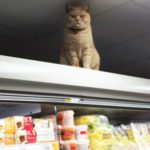 Gatto supermercato