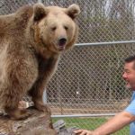 video abbraccio orso