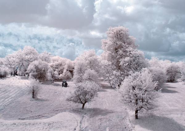 the majestic beauty of trees captured in infrared photography 3 880