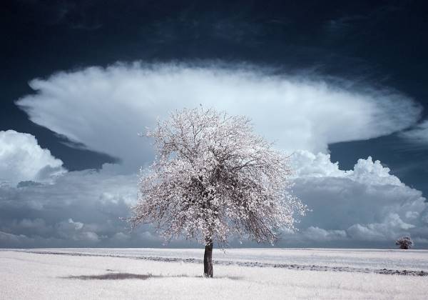 the majestic beauty of trees captured in infrared photography 4 880