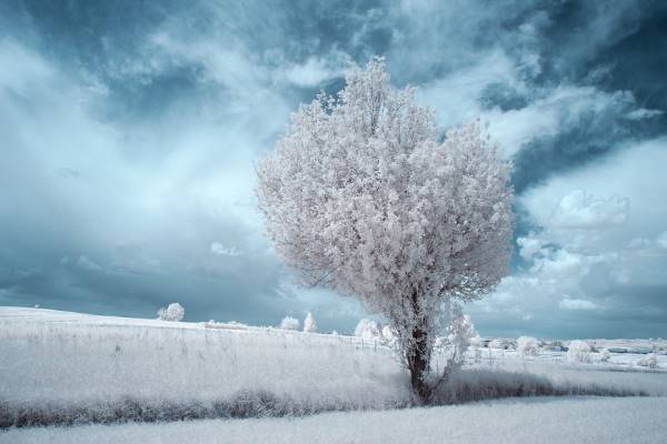 the majestic beauty of trees captured in infrared photography 9 880