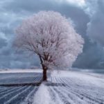 the majestic beauty of trees captured in infrared photography 880