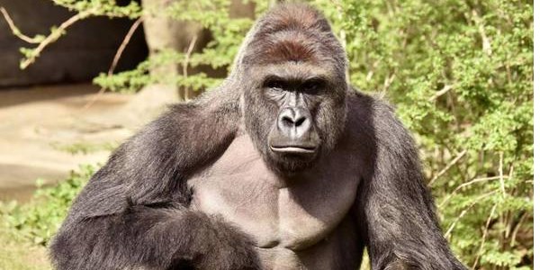 gorilla ucciso zoo