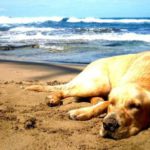 spiagge per cani