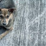 cani abbandonati autostrada