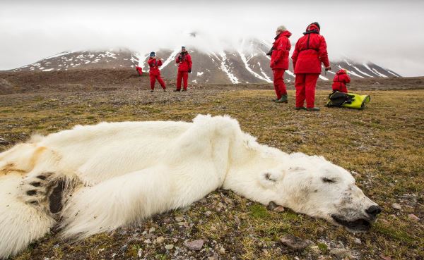 non e un peluche ma un orso polare vero morto di fame foto greenme