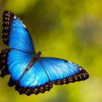 farfalle california