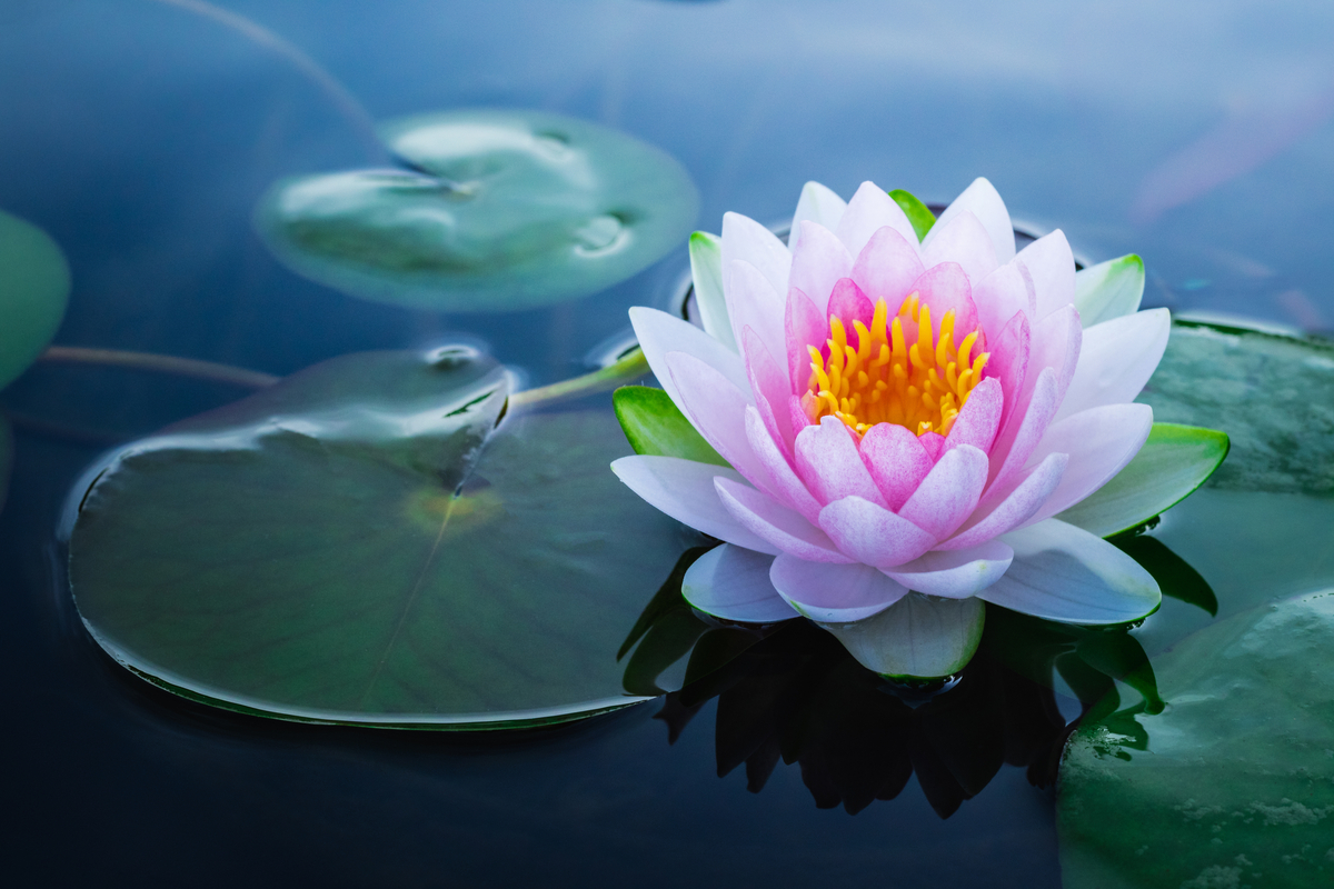 Fiore di Loto - Un simbolo per la tua crescita spirituale