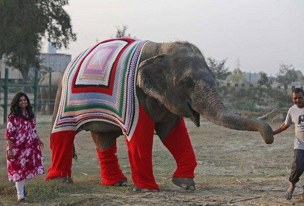 elefanti india 2