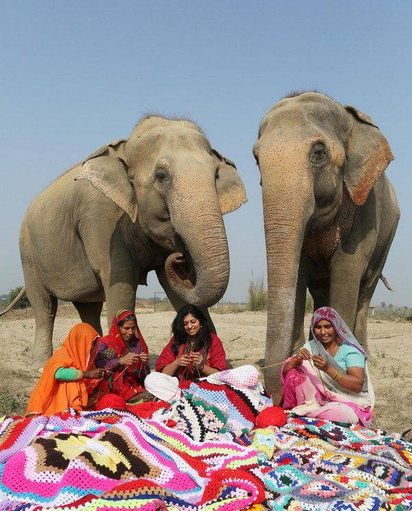 elefanti india 3