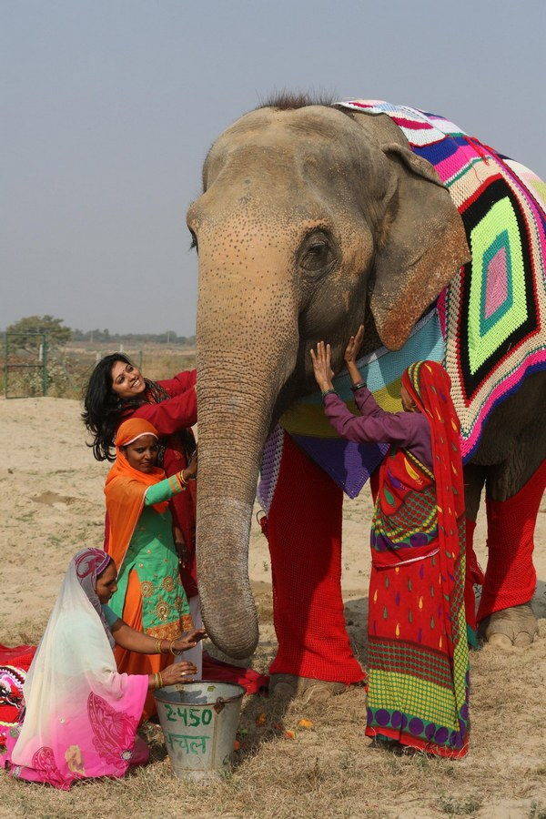 elefanti india 7