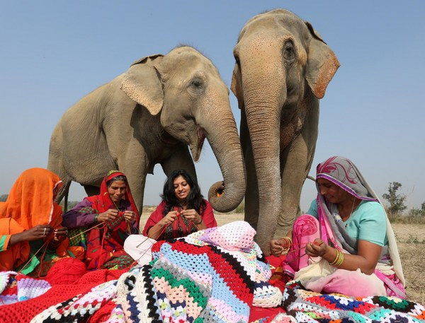 elefanti india 9