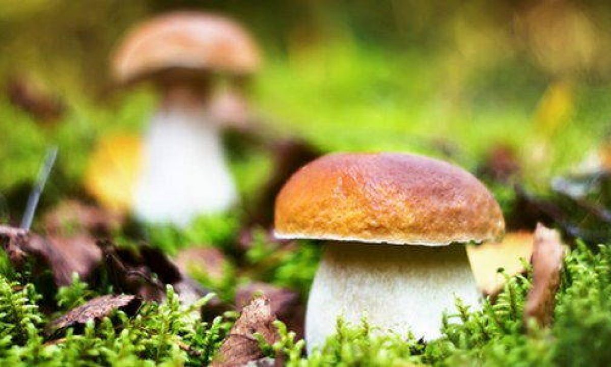 Funghi Porcini 5 Modi Per Conservarli Per Tutto L Anno Greenme