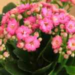 kalanchoe