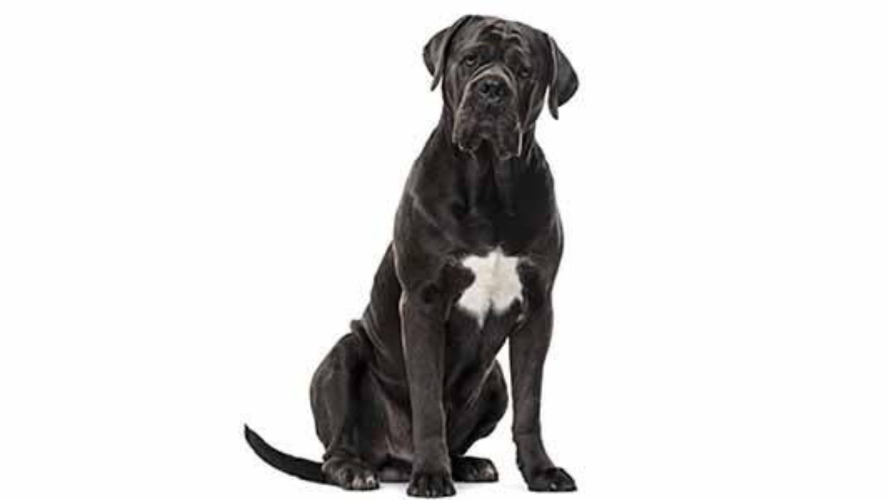 Cane Corso Carattere Malattie E Come Educarlo I Consigli