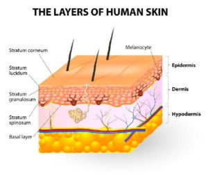 Melanina: cos'è, a cosa serve e quando assumere integratori naturali