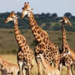 giraffa_estinzione