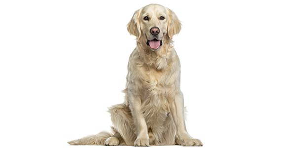 Golden Retriever Carattere Malattie E Come Educarlo I Consigli