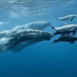 delfini-e-balene