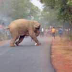 foto-elefanti-india-cover