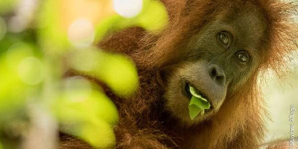 Nuova specie di orango