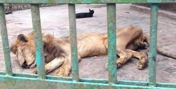 leone zoo morto
