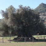 Olivo Sardegna