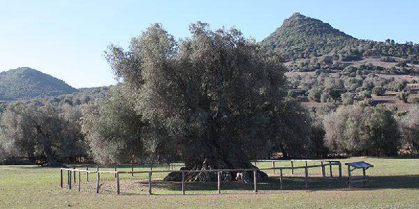 Olivo Sardegna