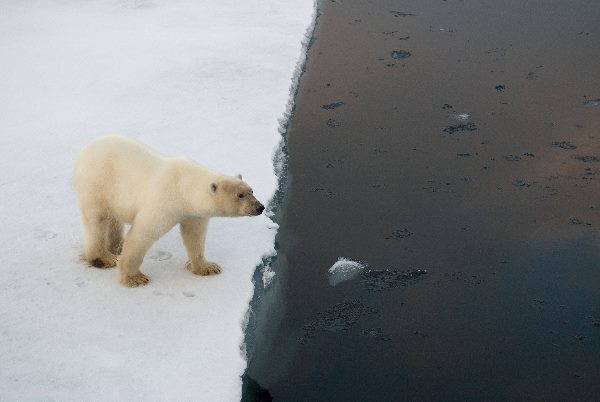 orso polare banchisa