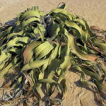 Welwitschia mirabilis