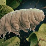 tardigradi