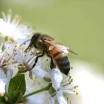 pesticidi neonicotinoidi bando ue 2018