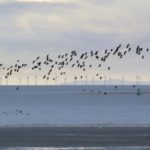 eolico offshore uccelli marini