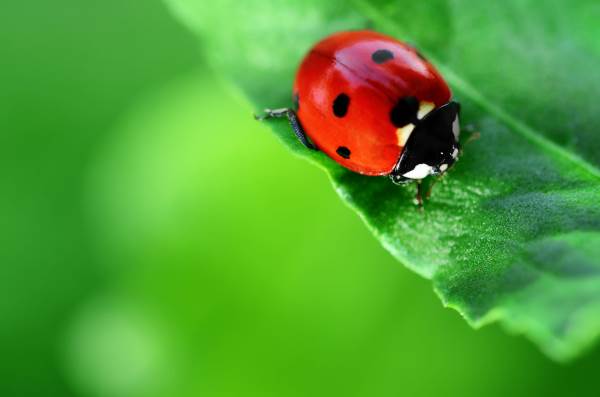 coccinella1