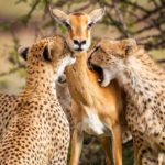 foto-impala-ghepardo
