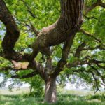 Quercia delle Checche