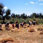 festa-grano-mietitura italia